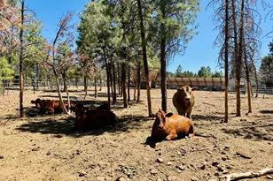 2640 Spoonbill Dr, Happy Jack, AZ 86024 - Photo 68