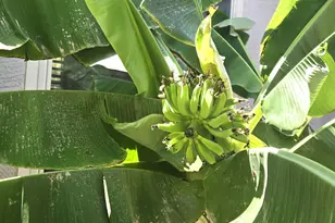 4018 E Harrison St, Gilbert, AZ 85295 - Photo 40