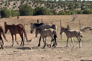 2344 S Buffalo Loop S, Overgaard, AZ 85933 - Photo 42