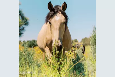 2344 S Buffalo Loop S, Overgaard, AZ 85933 - Photo 44