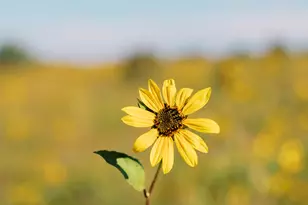 2345 Quarter Horse Trl, Overgaard, AZ 85933 - Photo 36