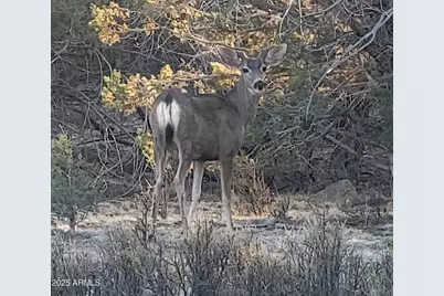 167 N Cattle Drive, Williams, AZ 86046 - Photo 24