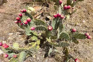 20435 E Wagon Wheel Circle, Black Canyon City, AZ 85324 - Photo 12
