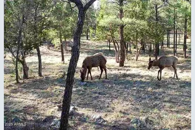 2869 Roundup Lane #252, Happy Jack, AZ 86024 - Photo 4