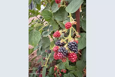 775 N Apple Blossom Lane, Snowflake, AZ 85937 - Photo 40