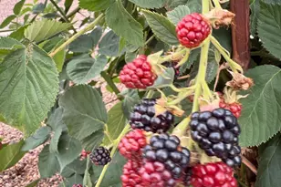 775 N Apple Blossom Ln, Snowflake, AZ 85937 - Photo 40