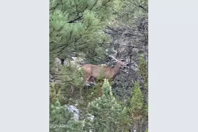 1905 Green Valley Road, Heber, AZ 85928 - Photo 26