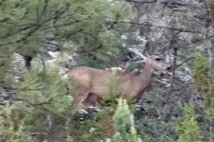 1905 Green Valley Rd, Heber, AZ 85928 - Photo 26