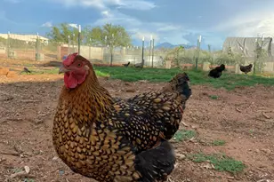 10379 E Blue Sky Vista, Hereford, AZ 85615 - Photo 58