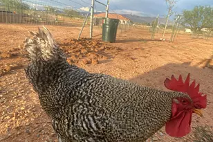 10379 E Blue Sky Vista, Hereford, AZ 85615 - Photo 60