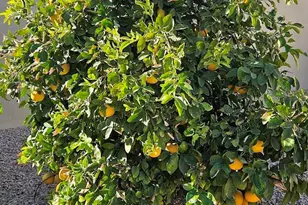 18114 W Desert Sage Dr, Goodyear, AZ 85338 - Photo 58