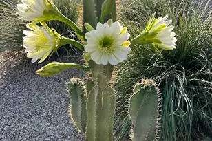 18114 W Desert Sage Dr, Goodyear, AZ 85338 - Photo 60