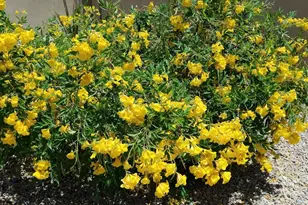 18114 W Desert Sage Dr, Goodyear, AZ 85338 - Photo 60