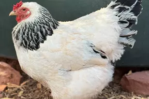 41 Country Ln, Sedona, AZ 86336 - Photo 60