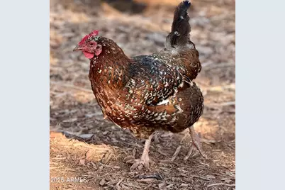 41 Country Lane, Sedona, AZ 86336 - Photo 64