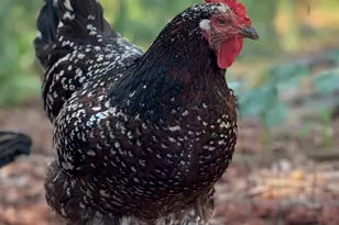 41 Country Ln, Sedona, AZ 86336 - Photo 62