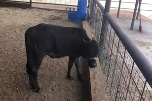 30434 N 59th St, Cave Creek, AZ 85331 - Photo 58