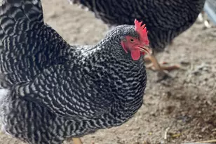 30434 N 59th St, Cave Creek, AZ 85331 - Photo 56