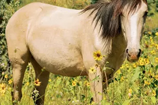 2702 Covered Wagon Trail, Overgaard, AZ 85933 - Photo 78
