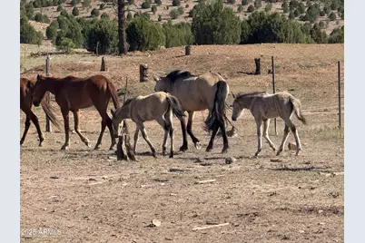 2702 Covered Wagon Trail, Overgaard, AZ 85933 - Photo 82
