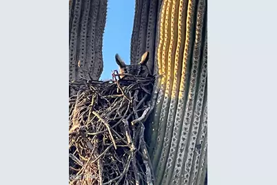 0 S Buckboard Road #2, Gold Canyon, AZ 85118 - Photo 10