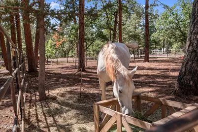 1659 Mormon Road, Happy Jack, AZ 86024 - Photo 36