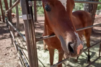 1659 Mormon Road, Happy Jack, AZ 86024 - Photo 38