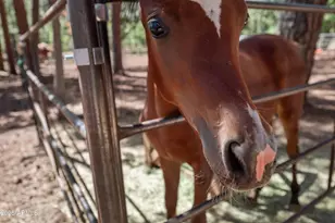 1659 Mormon Rd, Happy Jack, AZ 86024 - Photo 38