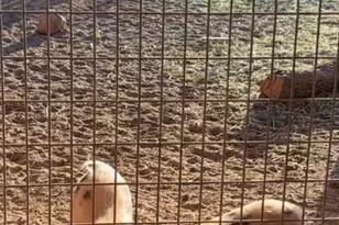 9097 N Montie Ave, McNeal, AZ 85617 - Photo 48