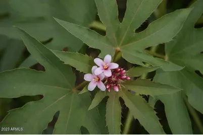 009N One More Road #-, Hereford, AZ 85615 - Photo 18