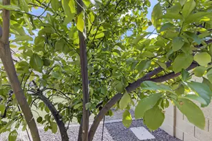 12106 W Pershing Ave, El Mirage, AZ 85335 - Photo 50