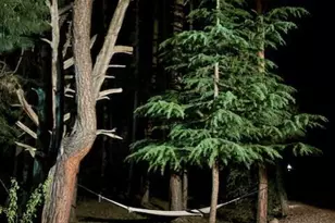 292 S Morris Mdws --, Payson, AZ 85541 - Photo 66