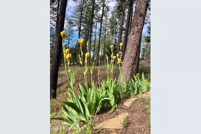 292 S Morris Mdws --, Payson, AZ 85541 - Photo 58