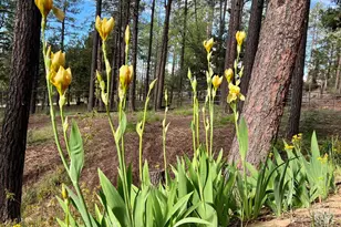 292 S Morris Mdws --, Payson, AZ 85541 - Photo 58