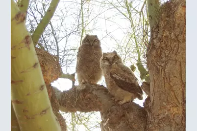 56550 Rancho Casitas Road, Wickenburg, AZ 85390 - Photo 72