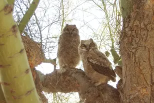 56550 Rancho Casitas Rd, Wickenburg, AZ 85390 - Photo 72