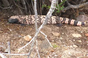 56550 Rancho Casitas Rd, Wickenburg, AZ 85390 - Photo 78