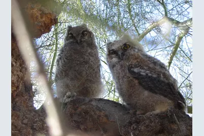 56550 Rancho Casitas Road, Wickenburg, AZ 85390 - Photo 74