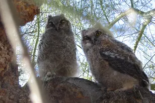56550 Rancho Casitas Rd, Wickenburg, AZ 85390 - Photo 74