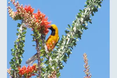 56550 Rancho Casitas Road, Wickenburg, AZ 85390 - Photo 60
