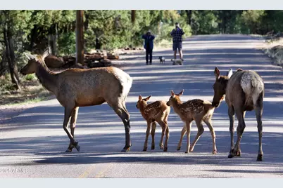 5579 W Solitude Trails Loop, Pine, AZ 85544 - Photo 48