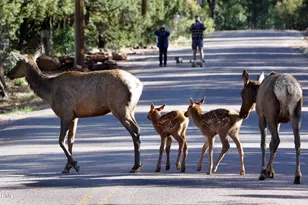 5579 W Solitude Trails Loop, Pine, AZ 85544 - Photo 48