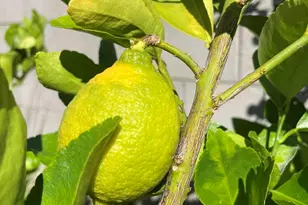 21209 N 40th Ave, Glendale, AZ 85308 - Photo 26