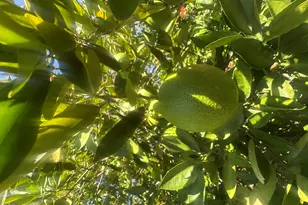 14482 W Buffalo Trail, Surprise, AZ 85374 - Photo 26