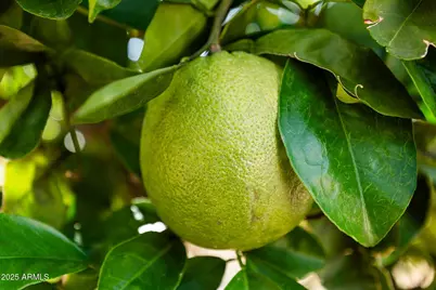 1891 Leisure World --, Mesa, AZ 85206 - Photo 22