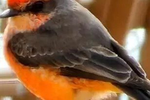 790 W Cherrywood Dr, Chandler, AZ 85248 - Photo 56