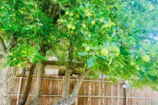 1310 S Stephens Dr, Pinetop, AZ 85935 - Photo 6