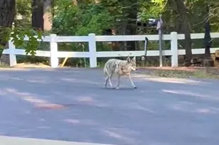 3122 S Briarwood Ln, Pinetop, AZ 85935 - Photo 58