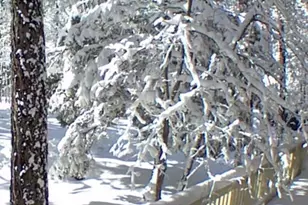 3122 S Briarwood Ln, Pinetop, AZ 85935 - Photo 60