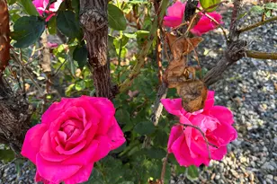 3461 E Tower Dr, Cottonwood, AZ 86326 - Photo 12